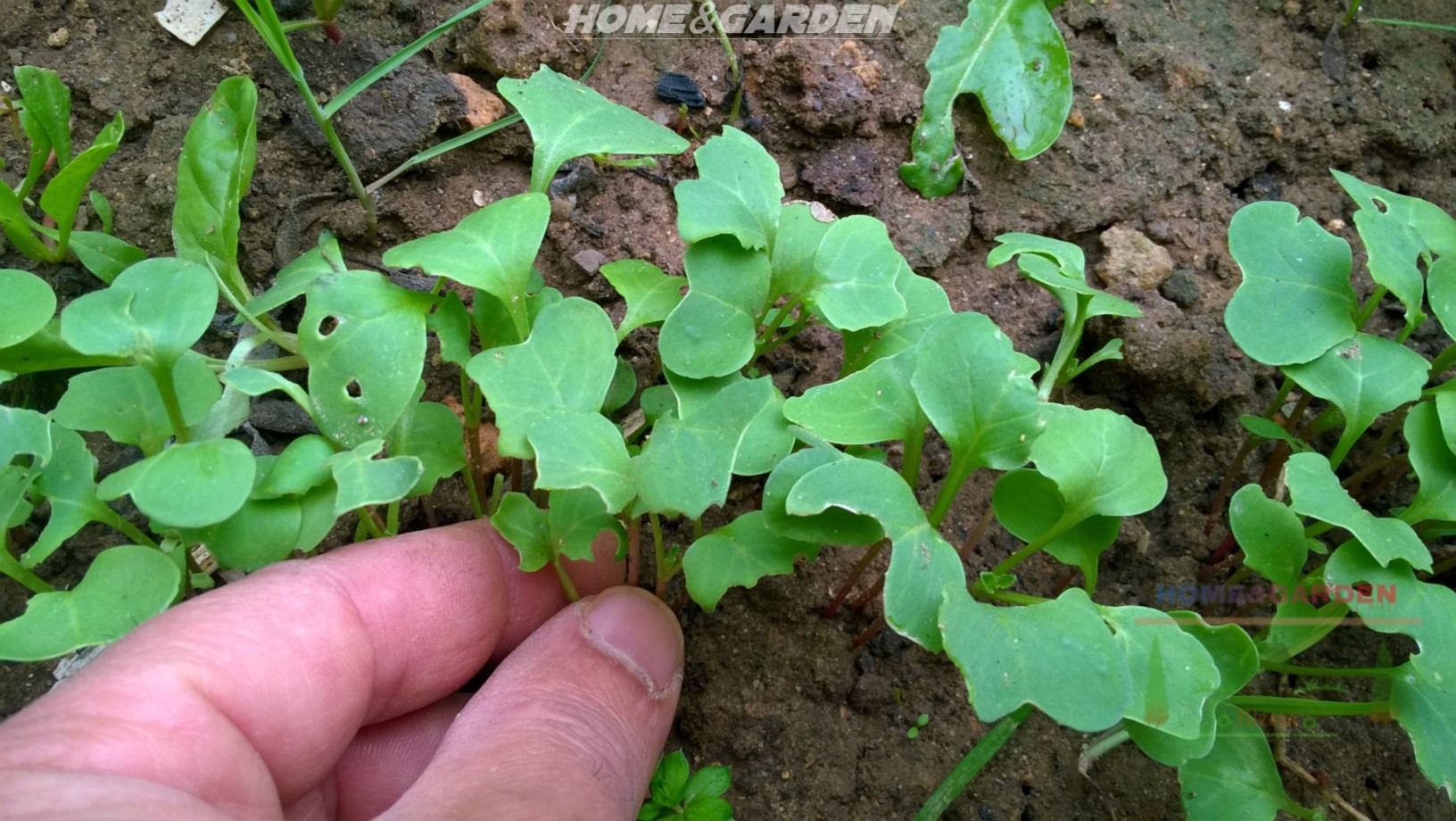 How to Grow Radishes