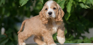 Amerikan cocker spaniel yavrusu