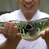 Alerta por venta de pez globo tóxico en Japón