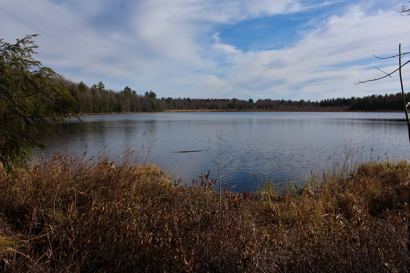 Walking Man 24 7 White Lily Pond(Grafton Lakes State Park, Rensselaer County)