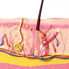 Layers Of The Scalp Layers Of The Scalp