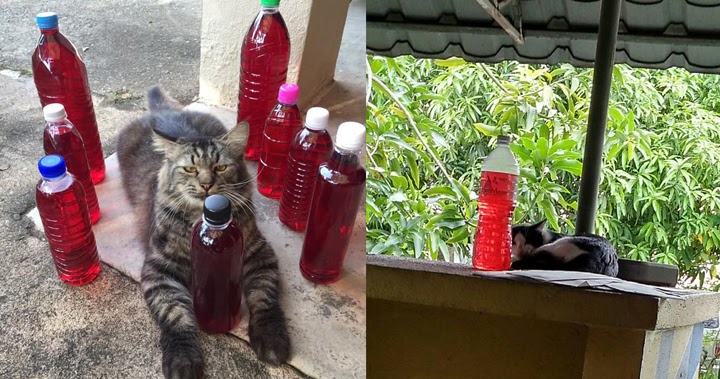 Cara Halau Kucing Berak Cara Menanggalkan Kutu Babi Yang Durjana Pengedar Vivix Simak Cara Menghilangkannya Di Sini Nicokoct Cara Halau Kucing Berak Cara Menanggalkan Kutu Babi Yang Durjana Pengedar Vivix Simak Cara Menghilangkannya Di Sini Nicokoct