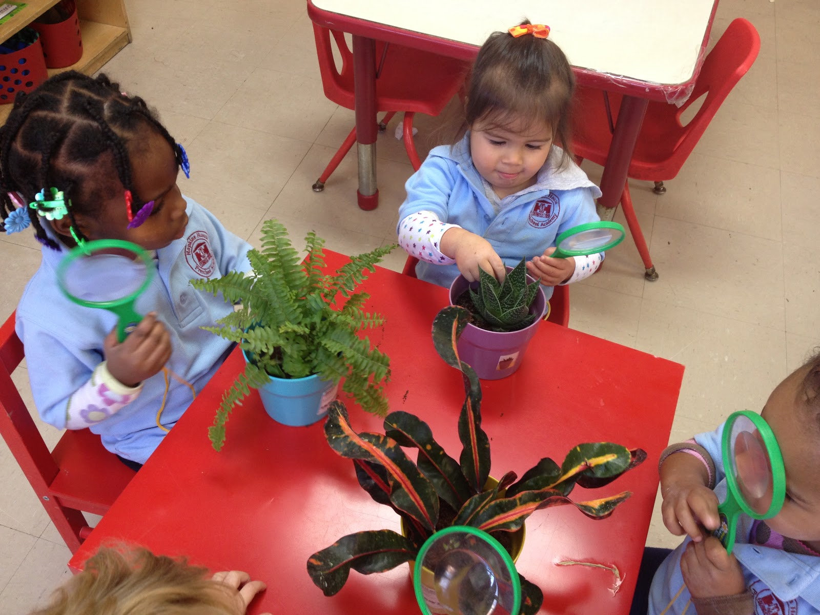 HH Preschool Class Reflections Science Exploring Plants