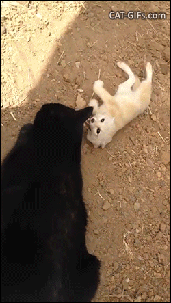 Amazing Cat GIF • Cute Fennec Fox reunited with his best friend, the black cat Amazing Cat GIF • Cute Fennec Fox reunited with his best friend, the black cat