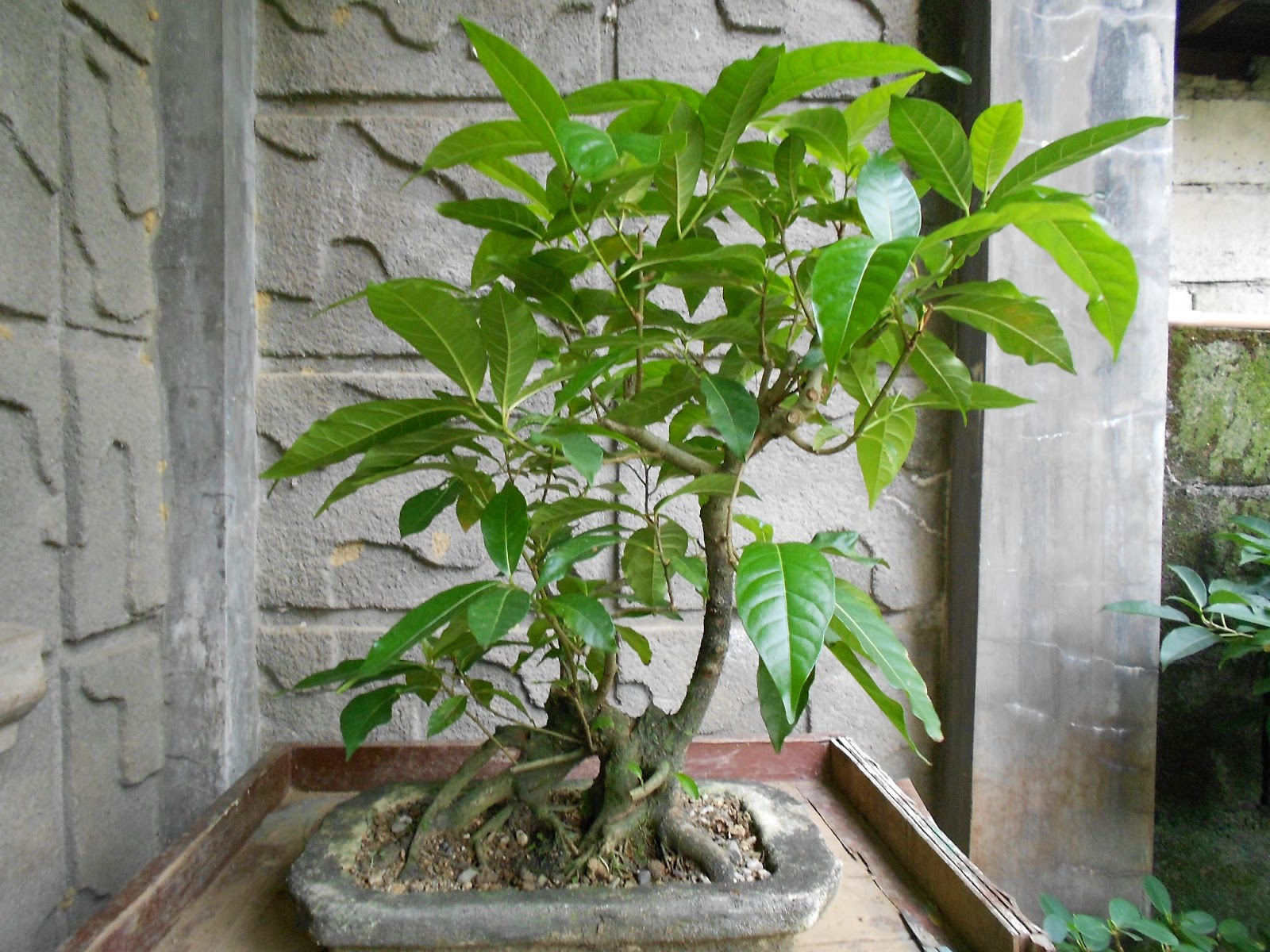 BONSAI ART AND HOME GARDENING GROWING LARGELEAVED TREES FOR BONSAI