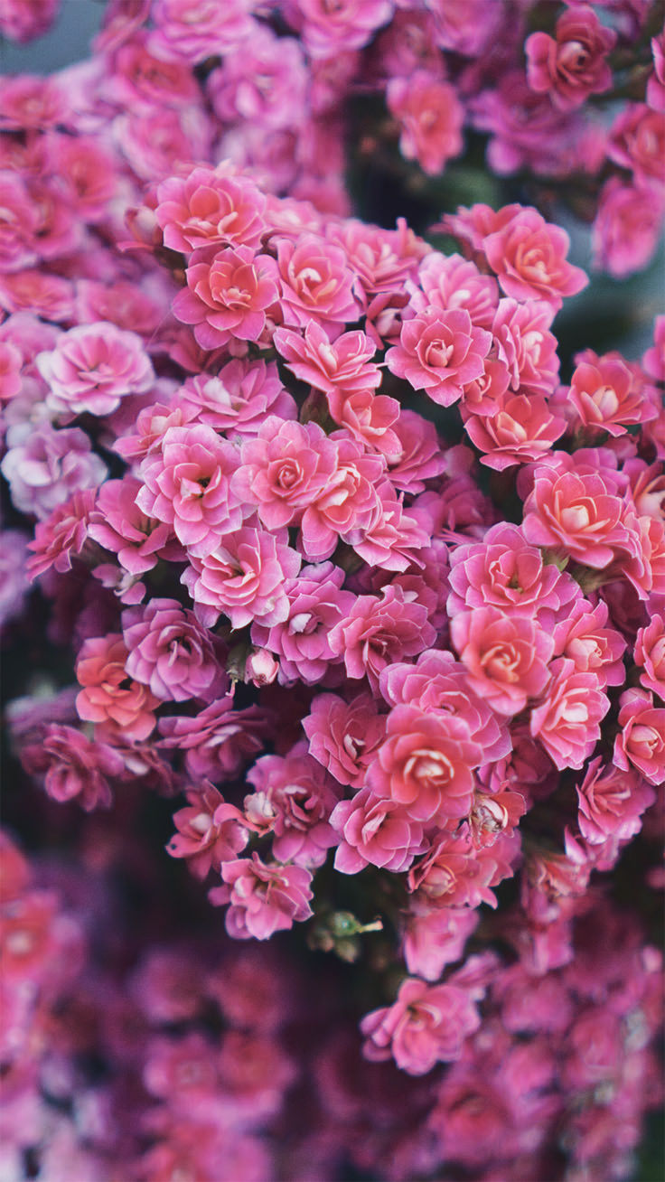 Flowers iPhone XS Wallpaper Mobile Wallpapers Depot