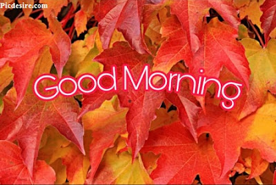 These Best 99+ Good Morning Images will make your day These Best 99+ Good Morning Images will make your day