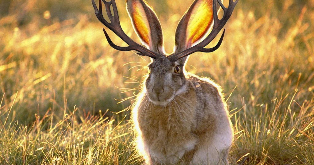 CHIMAYO CHILE BROTHERS JACKALOPE