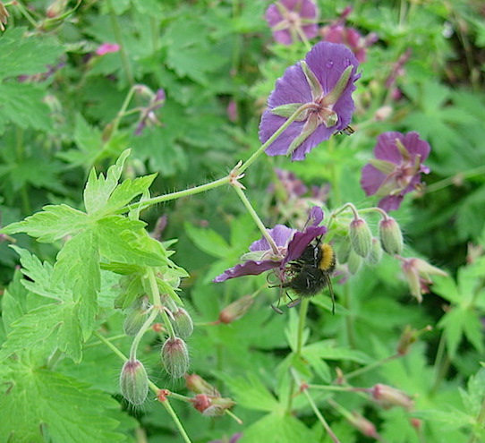 Roger Brook - the no dig gardener: Attracting bullfinches to the garden