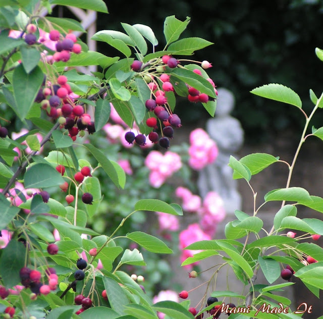 Felsenbirne - Juneberry