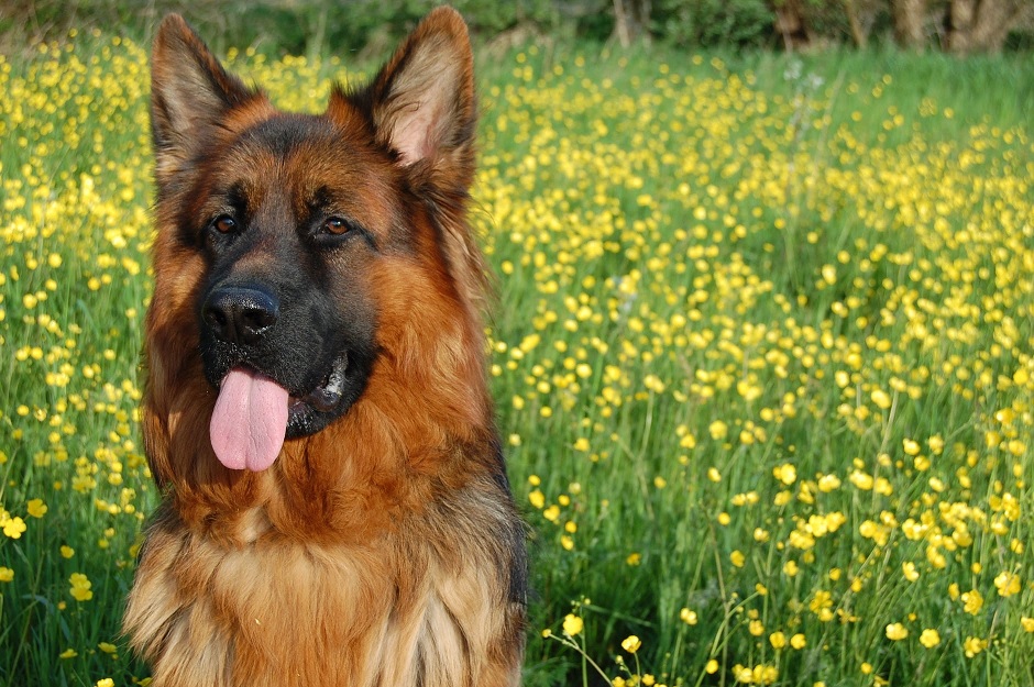 Apakah Perawatan Rutin Anjing Herder Tergolong Mahal