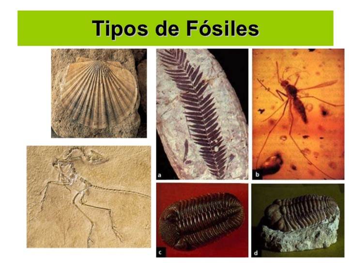 Todo sobre los fosiles... D LA PALEONTOLOGIA Los Fosiles... todo sobre los fosiles Todo sobre los fosiles... D LA PALEONTOLOGIA Los Fosiles... todo sobre los fosiles