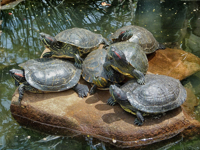 Agar Kolam Kura Kura Tidak Keruh Dan Airnya Selalu Jernih Kuranesia