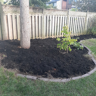 Sherwood Park Toronto Backyard Garden Cleanup After by Paul Jung Gardening Services--a Small Toronto Organic Gardening Company