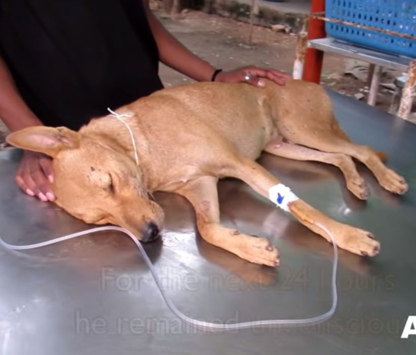 Rescuers Worry Unconscious Dog Might Never Wake Up, But A Day Later He
