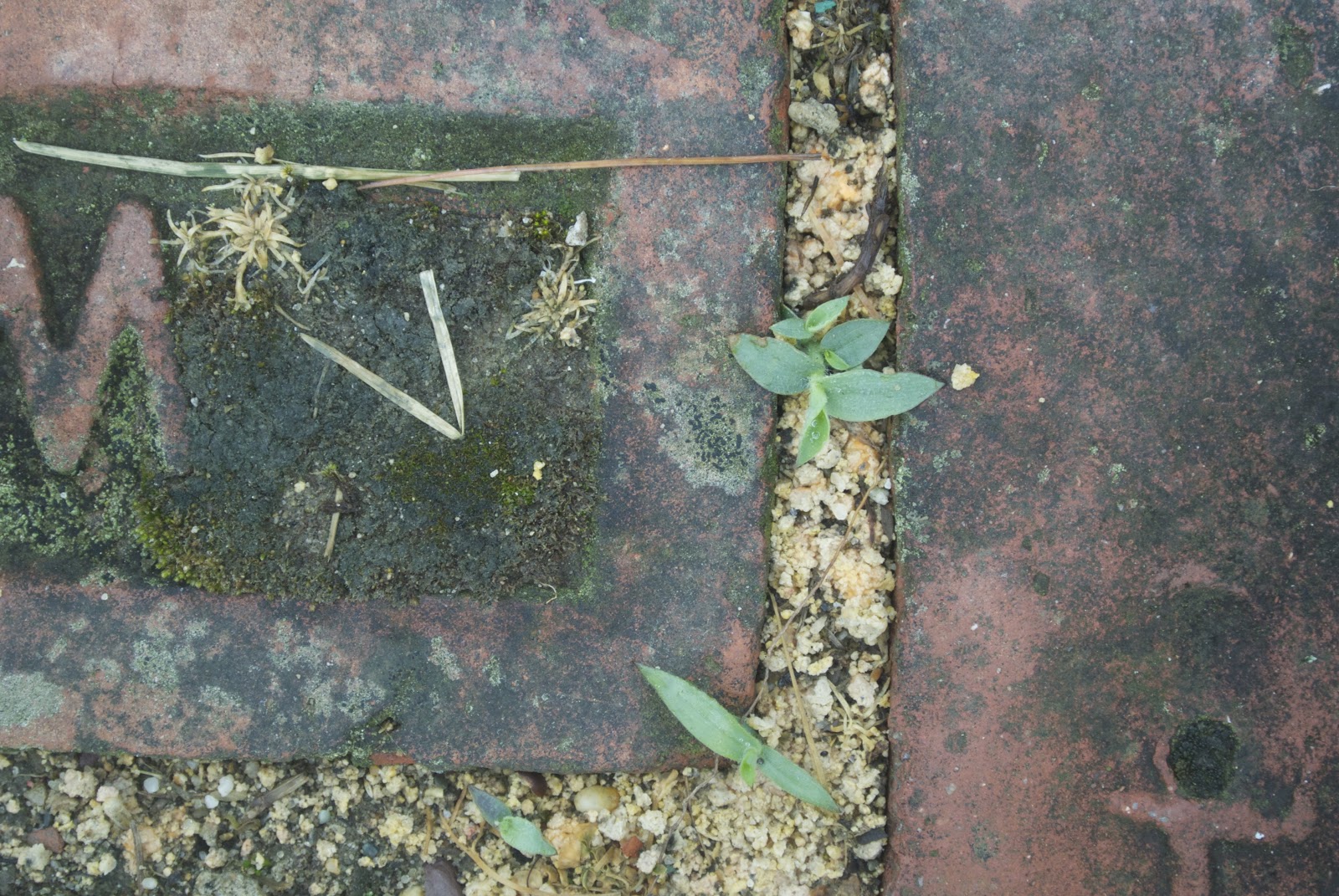 Life at Pugsley Patio Update Controlling crabgrass with corn gluten