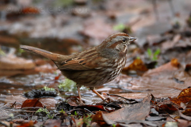 Song sparrow in winter