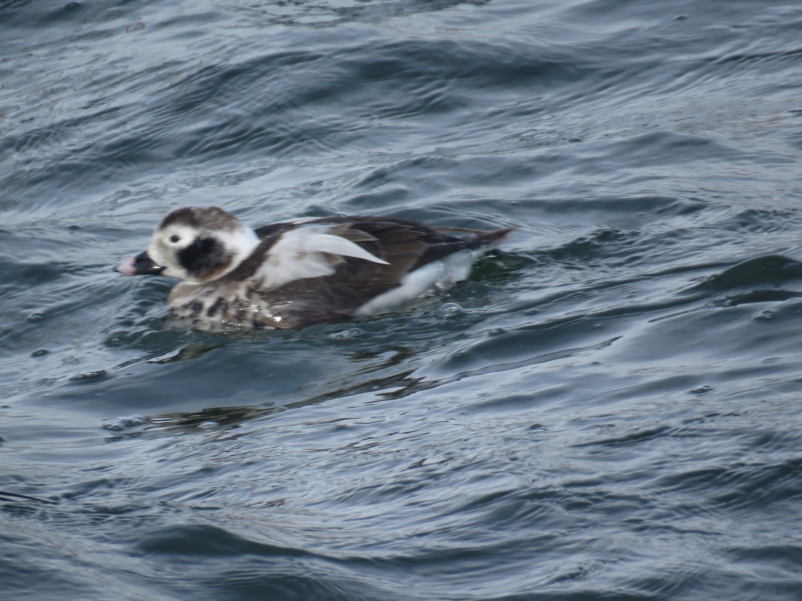 Bird & Travel Photos, Birding Sites, Bird Information LONGTAILED