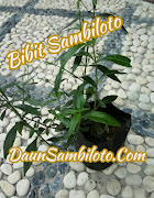 Bibit Sambiloto