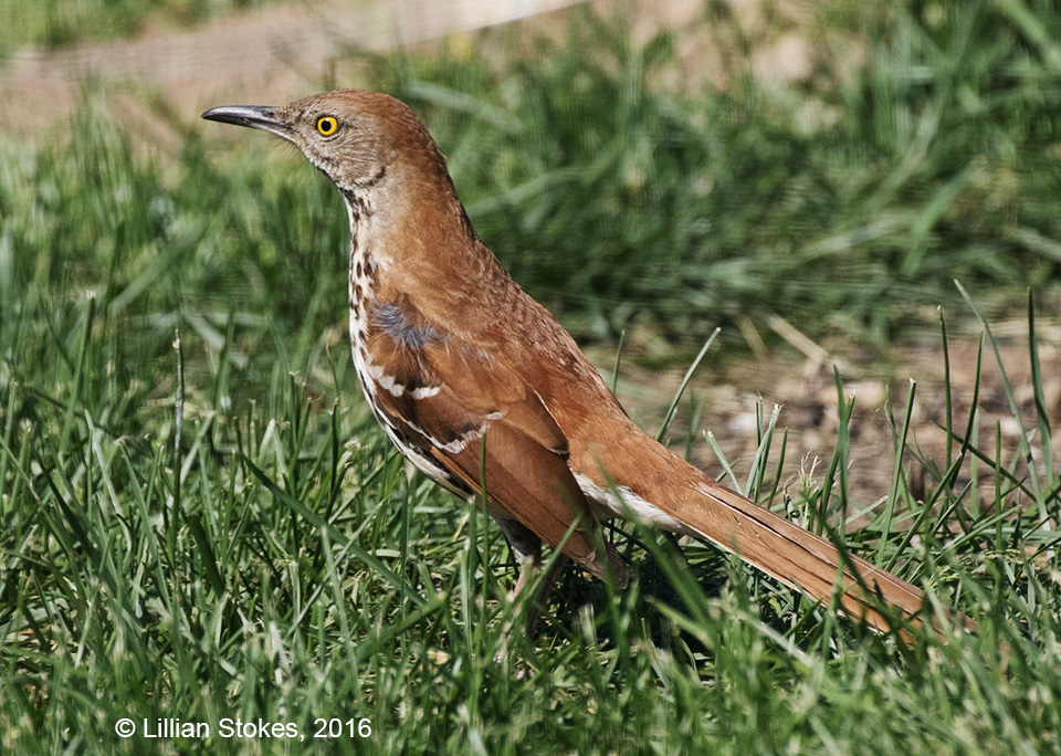STOKES BIRDING BLOG: Brown Thrasher, imitates other birds songs