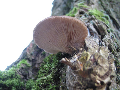 Pleurotus ostreatus 3