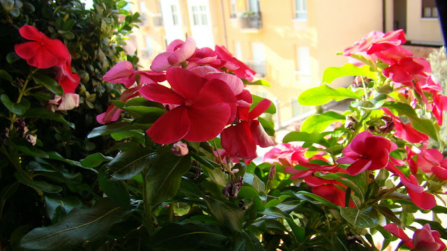 Catarantus, vinca o pervinca (Catharanthus roseus (L.) G.Don.).