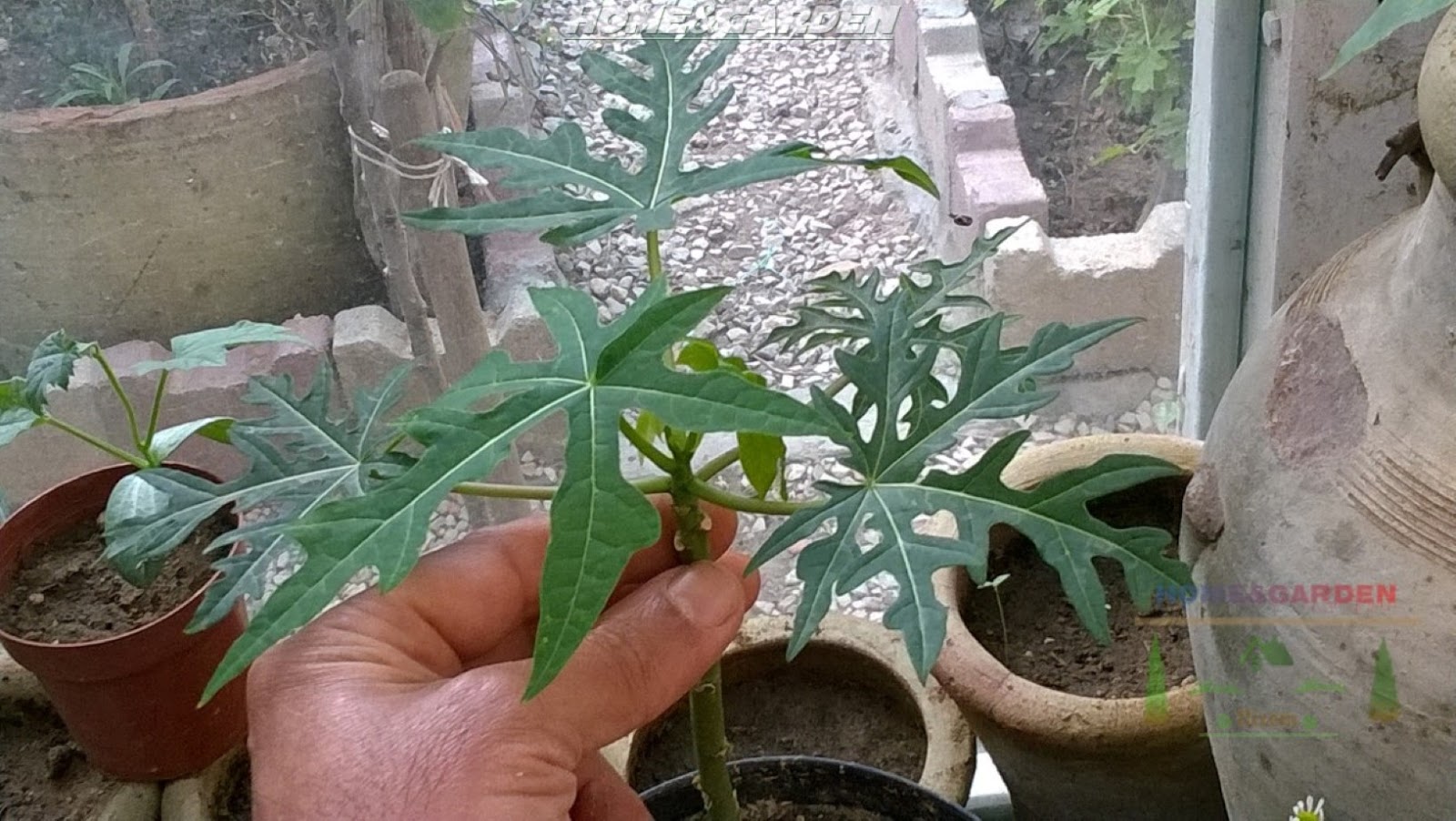 How To Grow Papaya From Seeds indoors