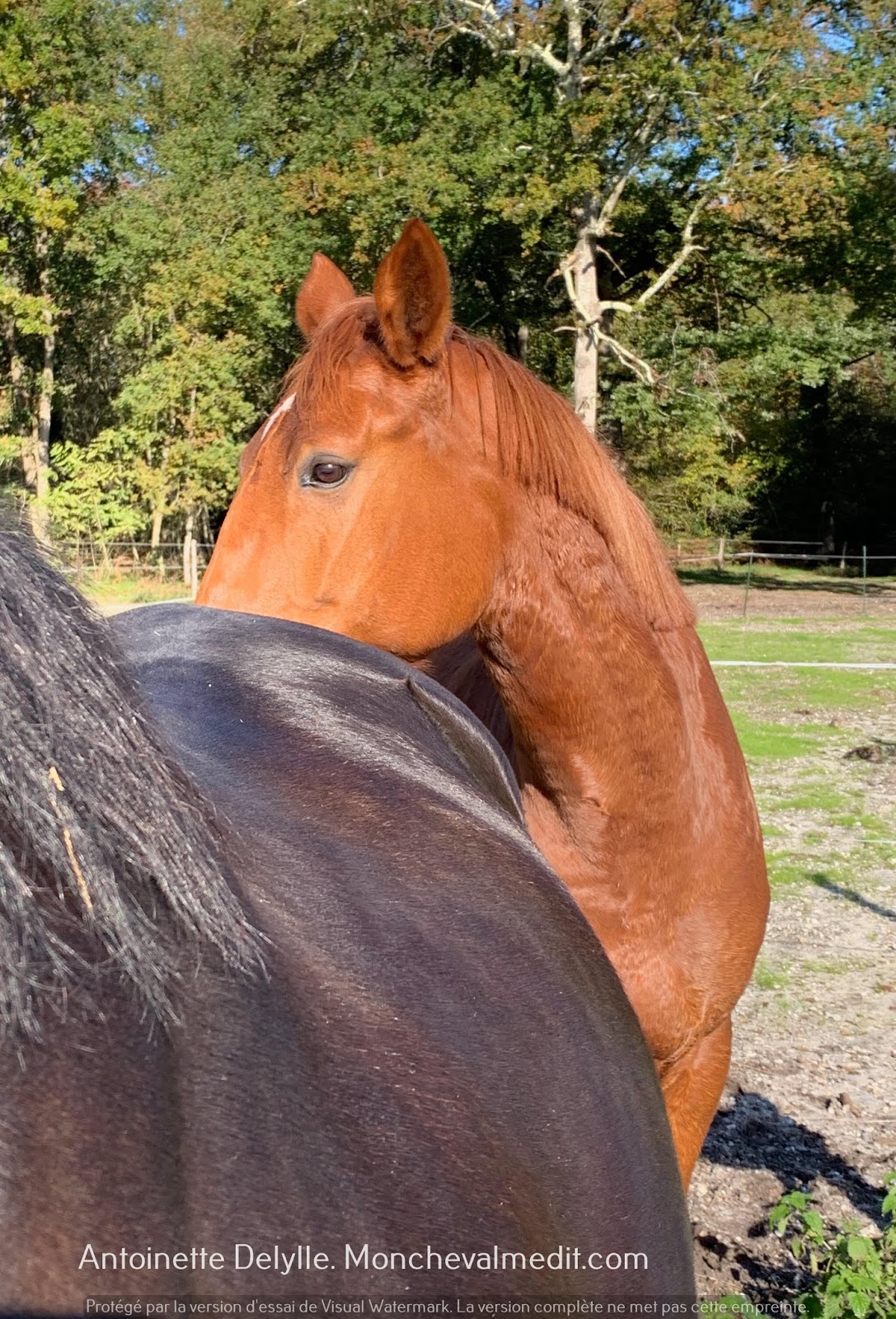 Citation Cheval Au Galop Free Cite Gif