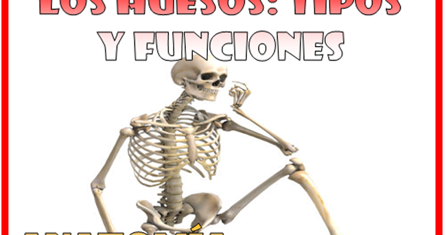 Los Huesos Tipos Y Funciones De Los Huesos Anatomía Y Fisiología
