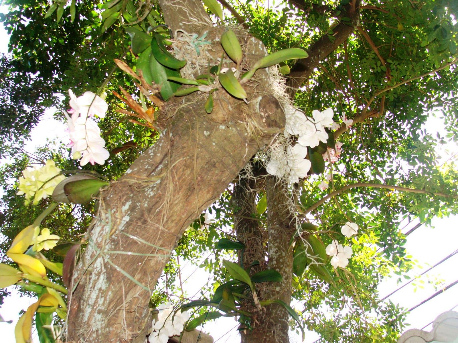 Paixão por orquídeas - Meu orquidário: Cuidados com as orquídeas plantadas  em árvores