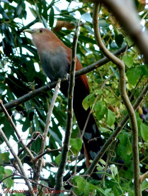 Squirrel Cuckoo Piaya cayana birdwatching Nicaragua