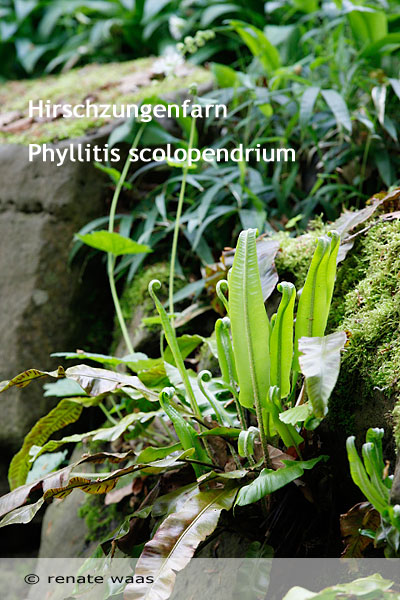 Gartenblog Geniesser Garten Pflanzen Fuer Den Teich