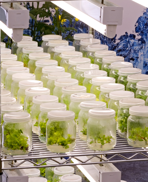 Plant Life Cloning of Plants