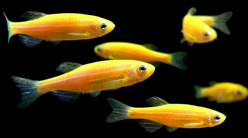 hal%2Bn%25C5%2591nem%25C5%25B1v%25C3%25A9%2Bv%25C3%25A1lik%2Bfogamz%25C3%25A1sg%25C3%25A1tl%25C3%25B3%2Bantidpressz%25C3%25A1ns%2Bvegyi%2Banyagok%2Bv%25C3%25ADz%2Bfoly%25C3%25B3%2Bk%25C3%25B6rnyezet%2Bszennyez%25C3%25A9s-video-2017-%25C3%25BAj%2Bvil%25C3%25A1gtudat Nőneművé válnak a hím halak a vizekbe kerülő emberi fogamzásgátló szerek hatására, és ikrákat kezdenek termelni