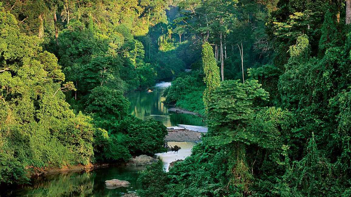 Seberapa Penting Hutan Hujan Bagi Bumi
