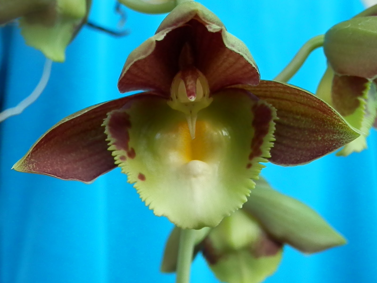 Catasetum Jumbo Pearl