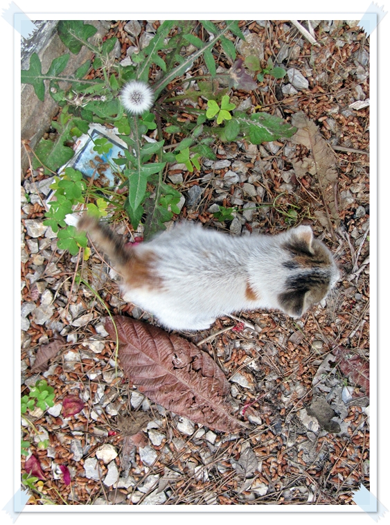 LEYLAK DALI Mayıs 2013