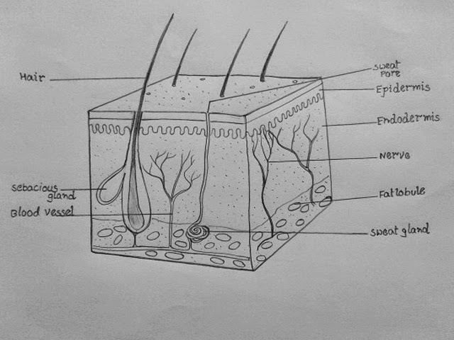 Draw It Neat How To Draw Skin Ls