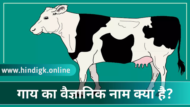गाय का वैज्ञानिक नाम (Gay Ka Vaigyanik Naam)