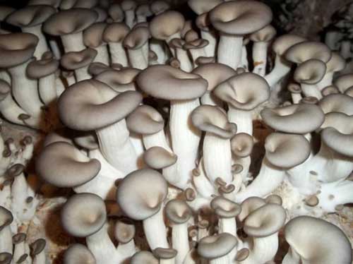 OYSTER MUSHROOM: The Indian Mushroom Industry