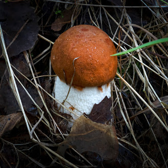 Грибы: грибные места, где собирать грибы