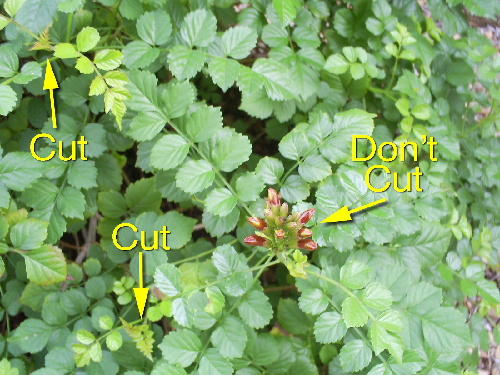 Brad's Tropical Paradise Cape Honeysuckle blooming in December in