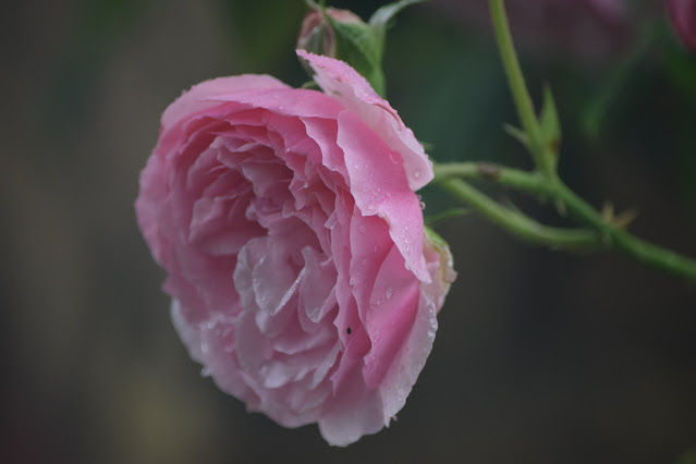 pink rose sprinkled with raindrops