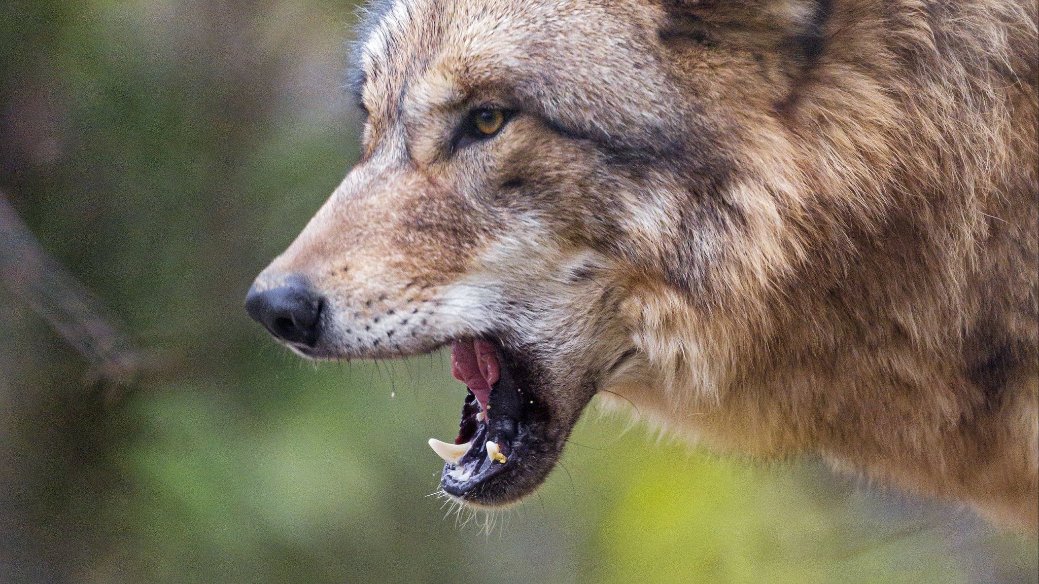 Predator selvagem reino Wolf, Predator, Nature