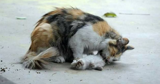 Mimpi Kucing Di Sembelih