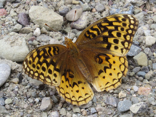 great spangled fritillary