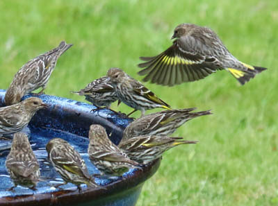 Photo of Pine Siskins in bird bath