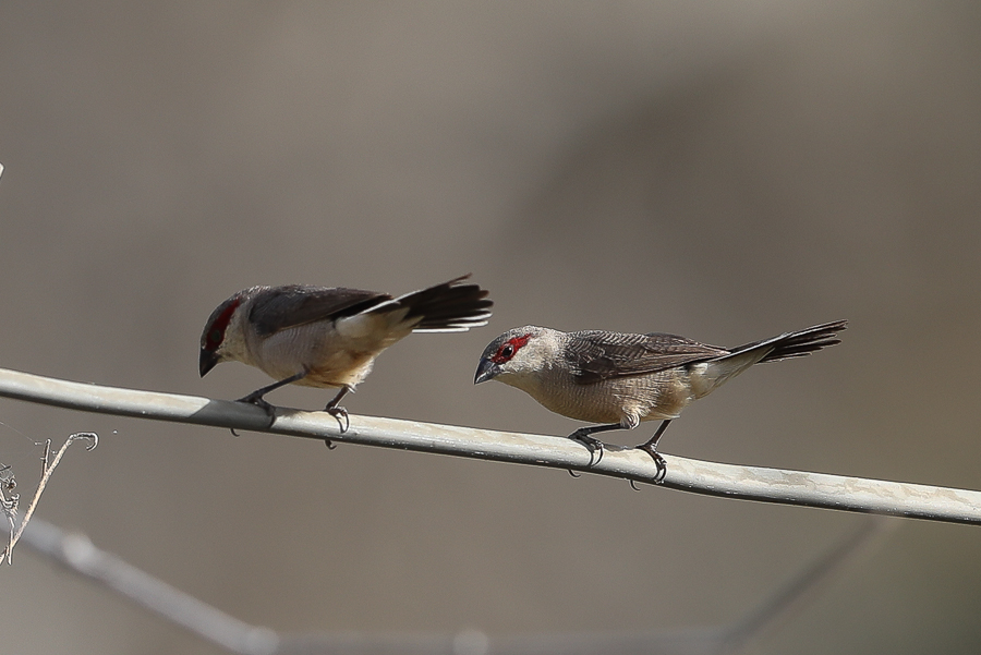 Birds of Saudi Arabia: Arabian Waxbill