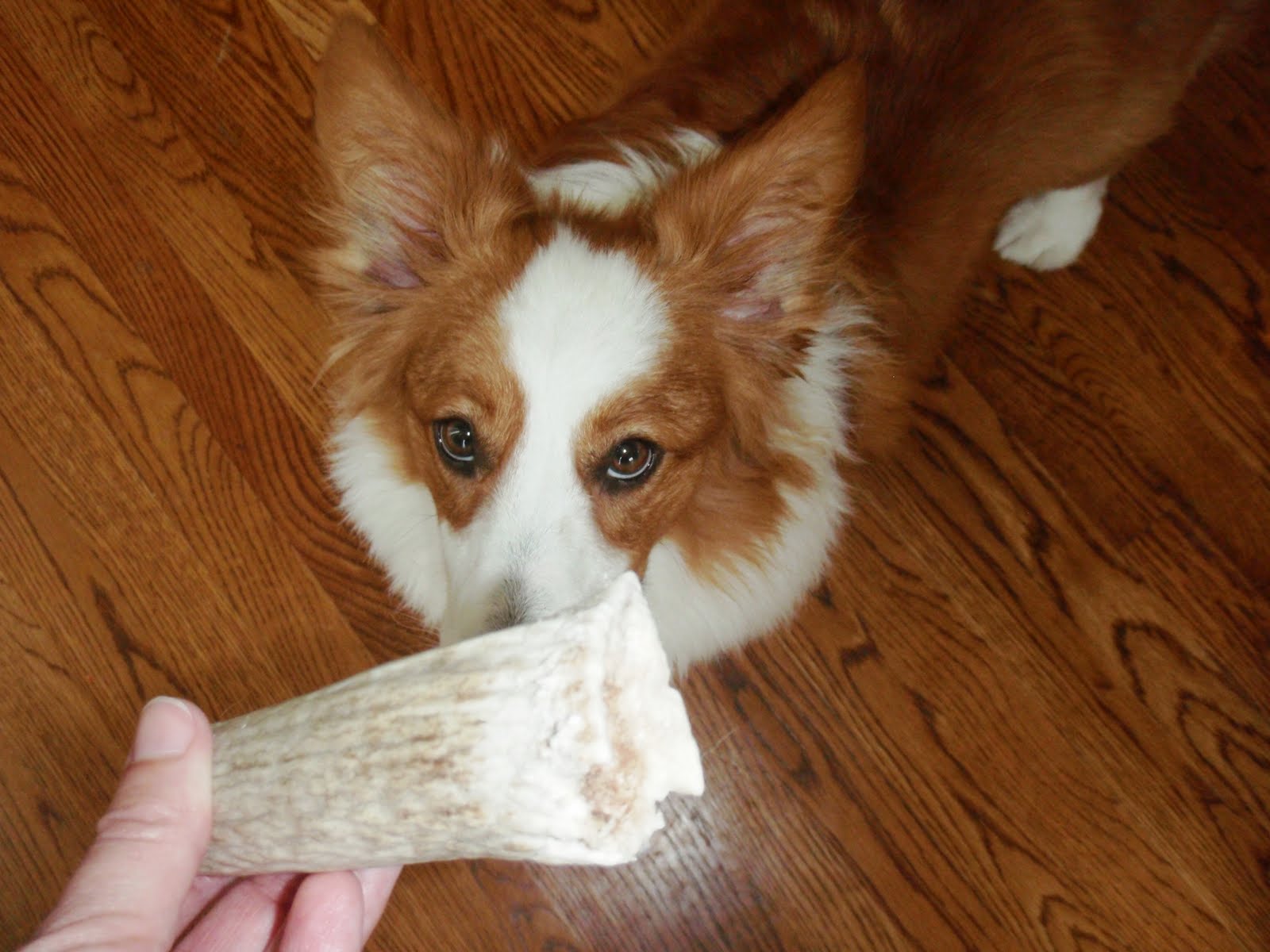 Heartland Elk Antlers for Dogs (Split Elk, 5–6