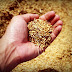 Troca de arroz do governo vai atender programa internacional de ajuda humanitária